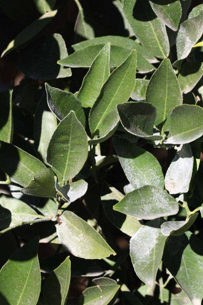            Sun leaves (Riverside, CA)   